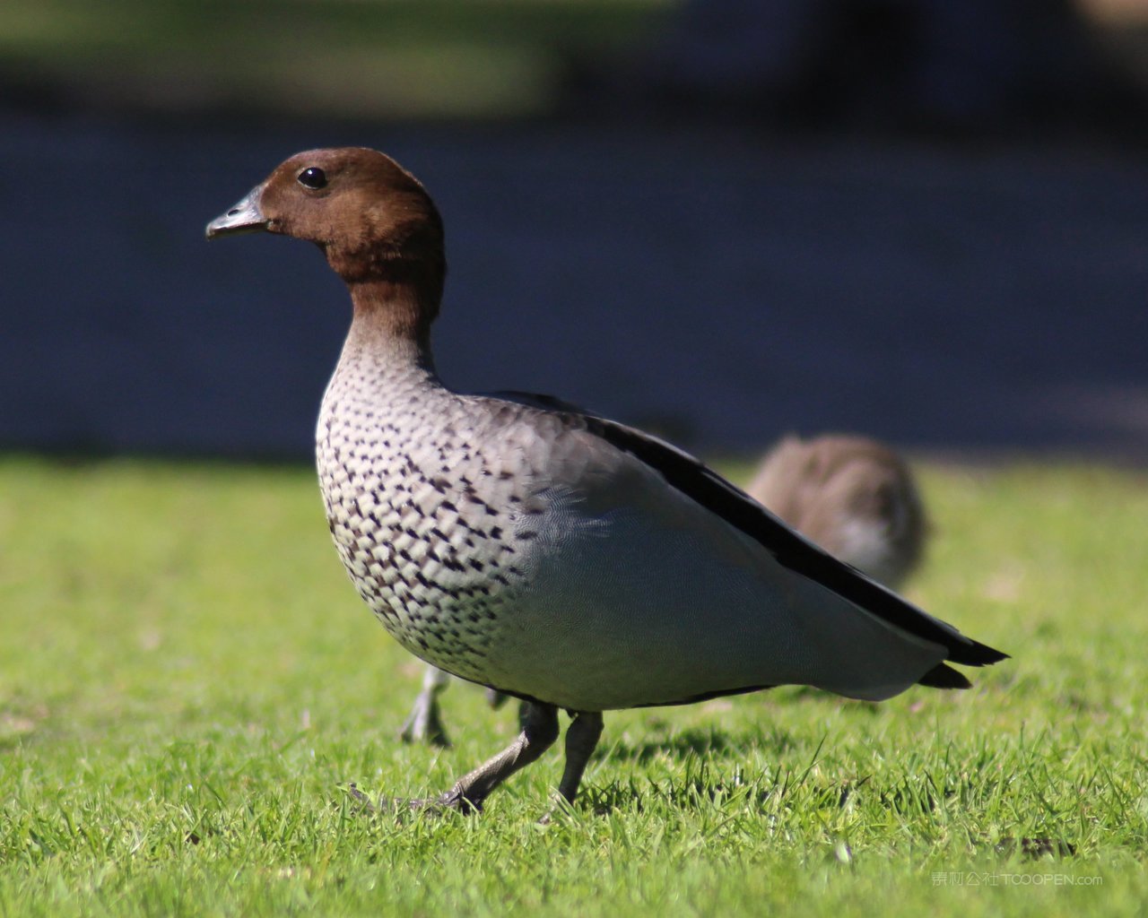 澳大利亚风光 (90)