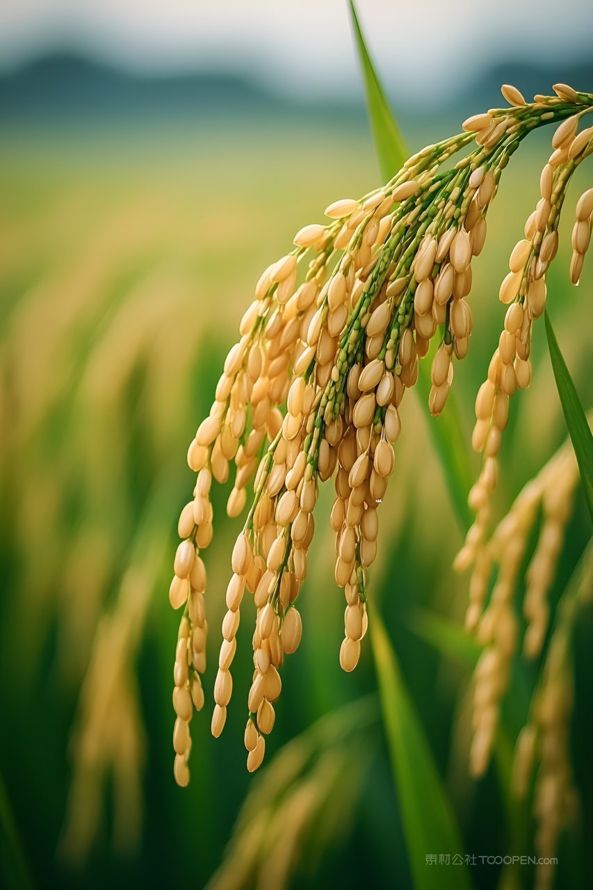 乡村田园的稻谷