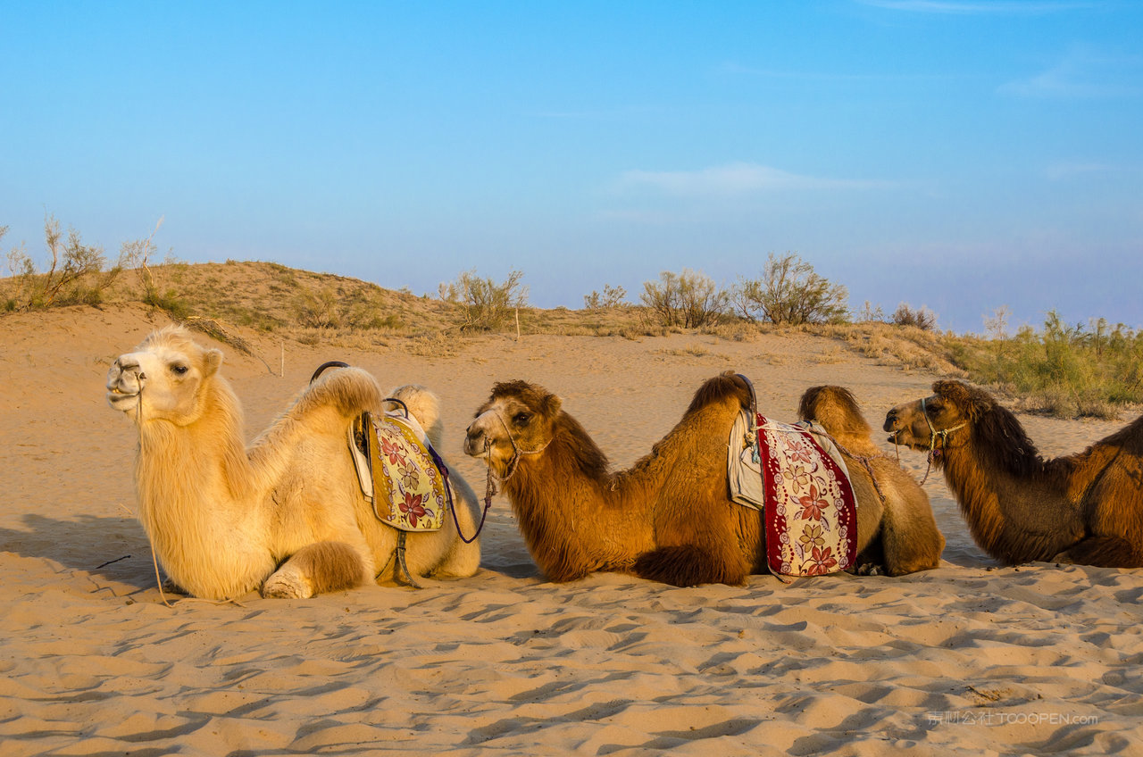 宁夏银川沙漠风光 (2)