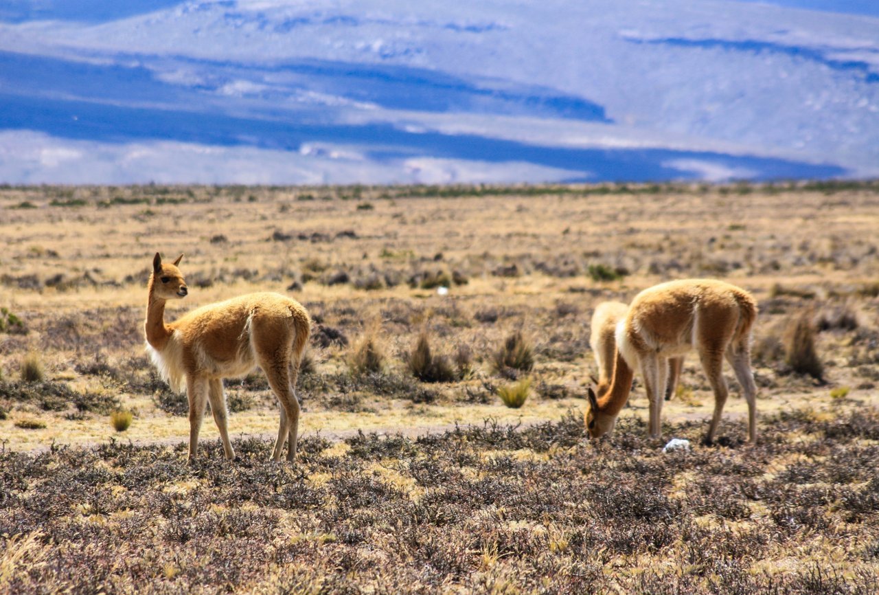 秘鲁风景画图片素材 (246)