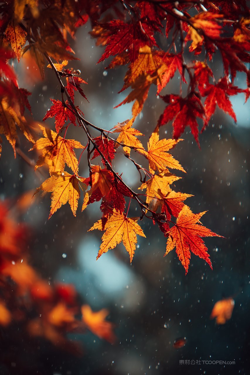 秋季枫叶自然色彩