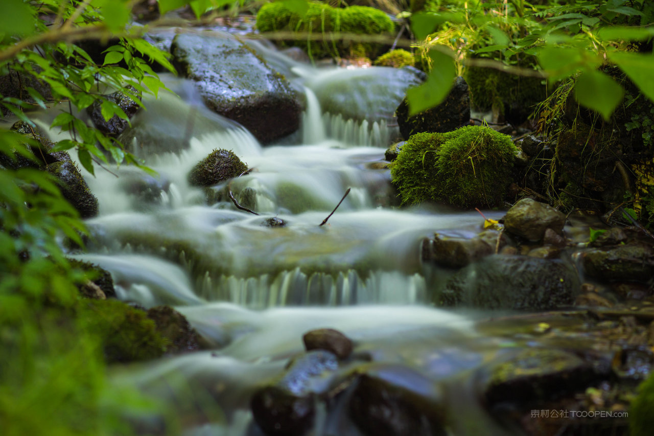 原始森林风景画图片 (101)