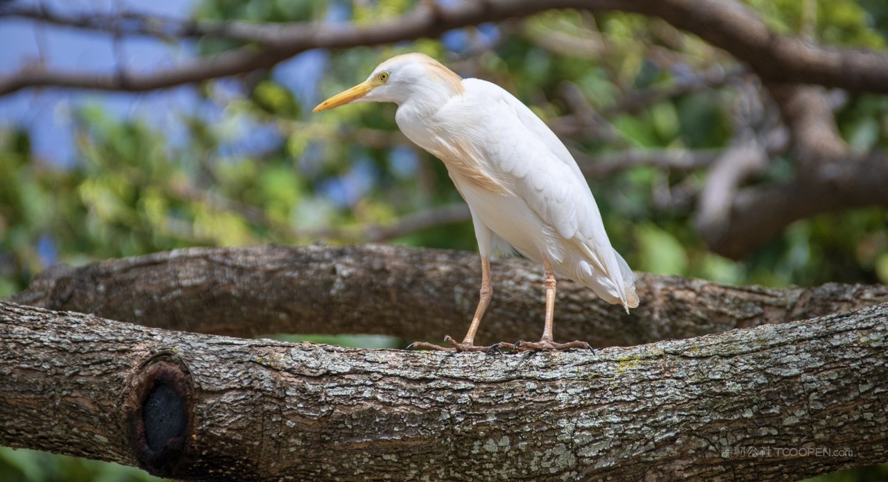 美国夏威夷风景画图片 (144)