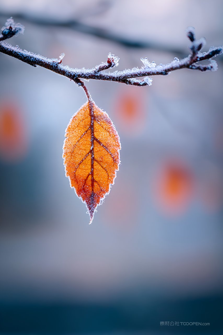 静谧霜叶画面诗意