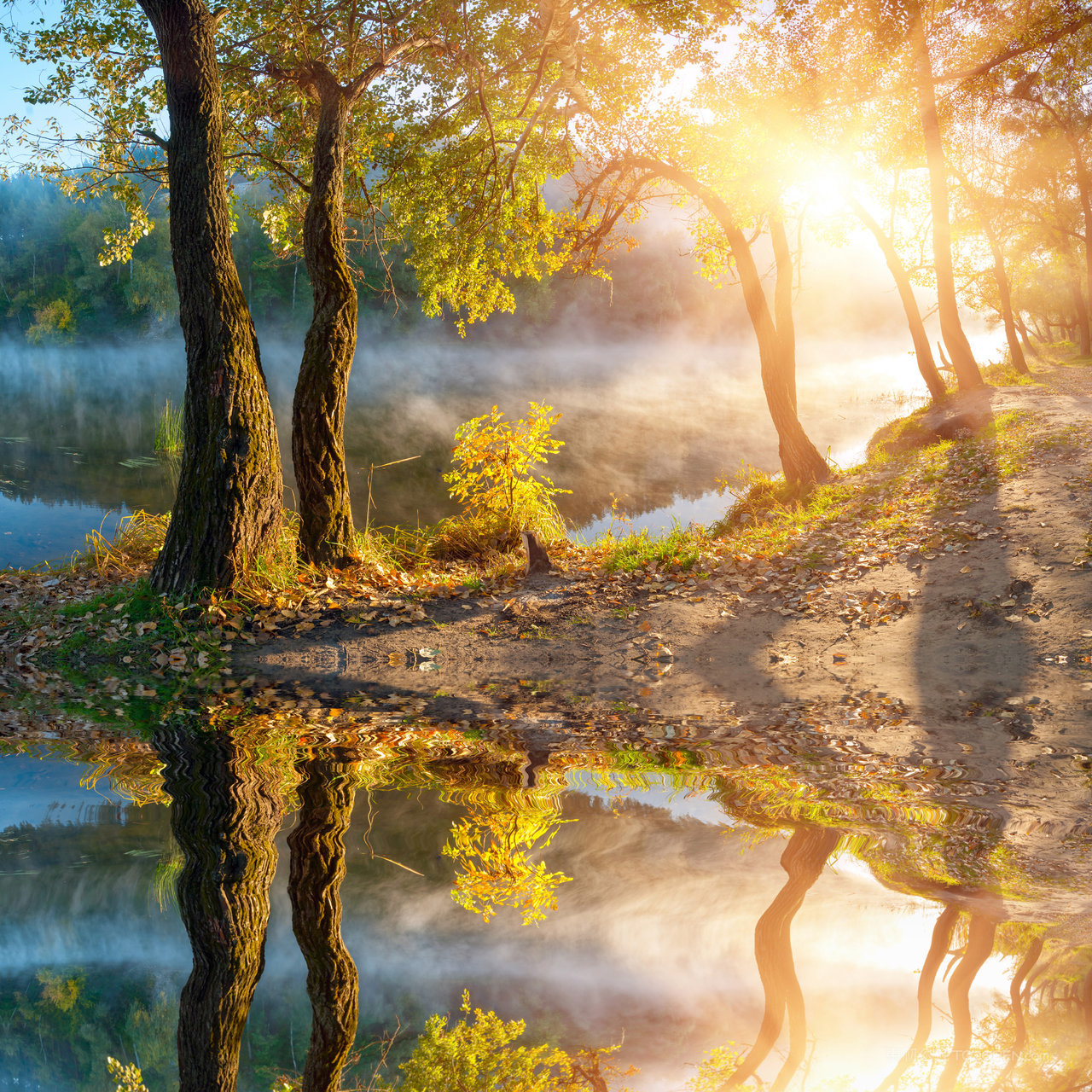 原始森林风景画图片 (128)