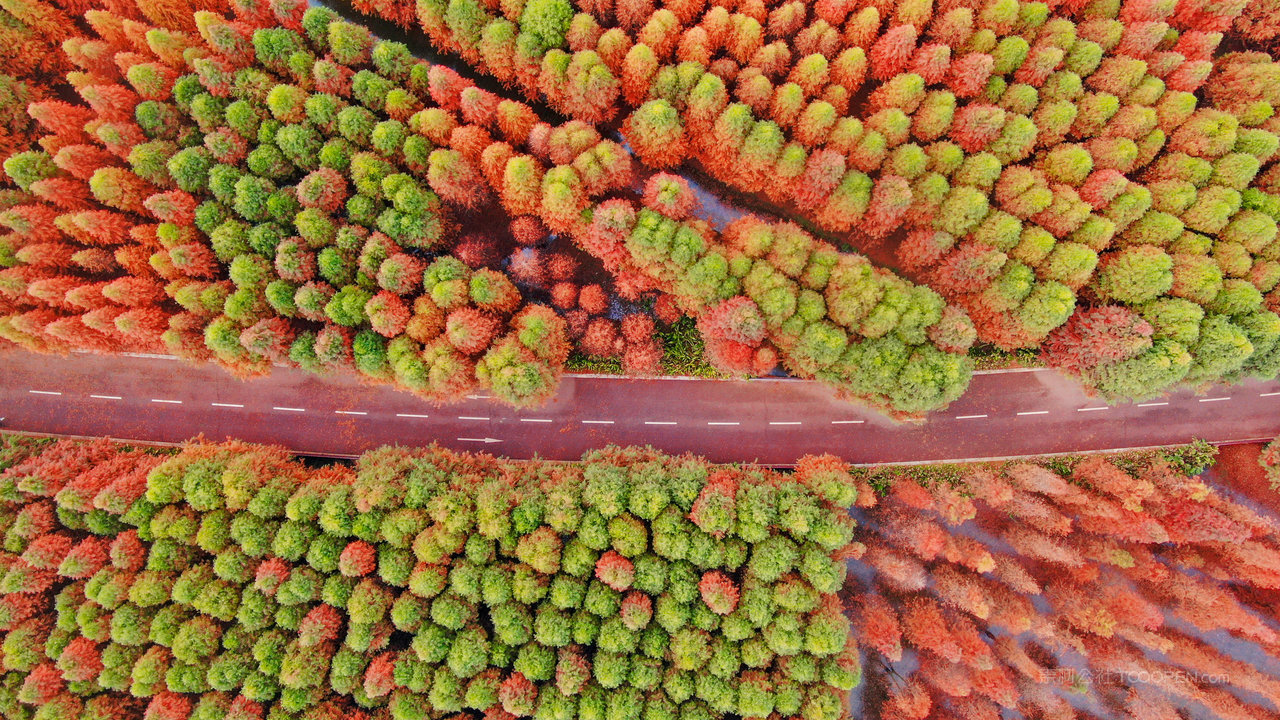 昆明捞鱼河湿地公园红水杉 (1)