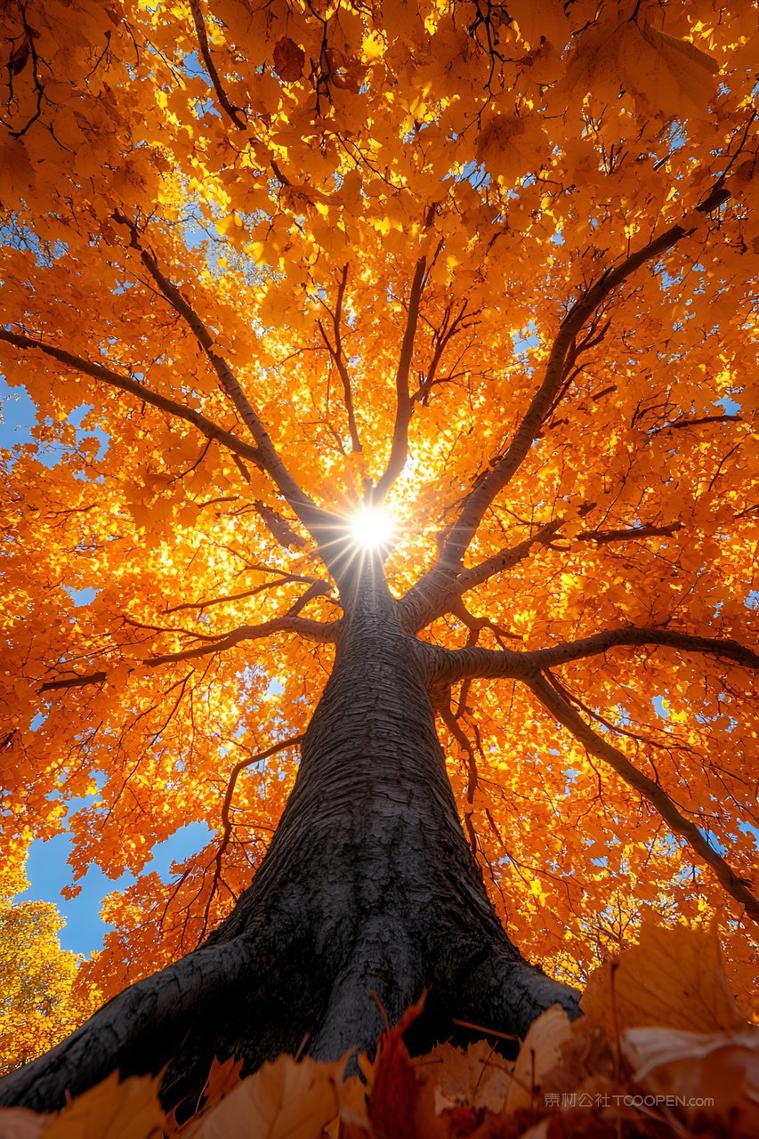 金色森林之路秋天