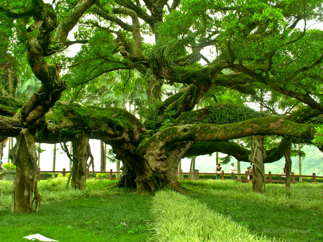 榕树风景画摄影图片 (44)