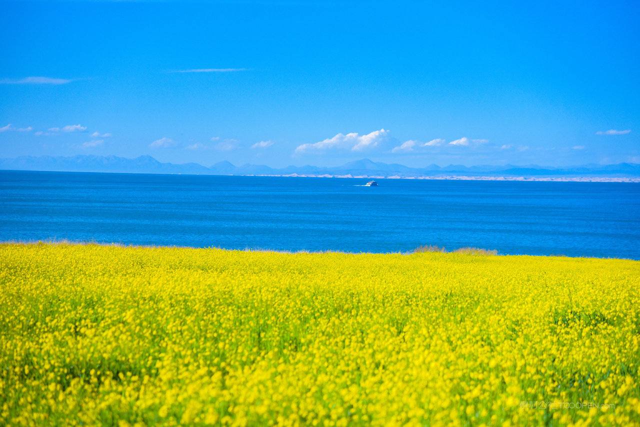 青海湖湖边油菜花风景