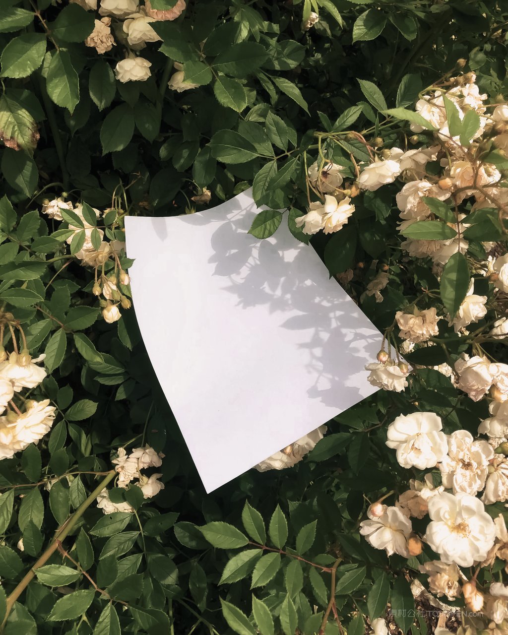 【2100期】实拍场景小众海报宣传单样机 (21)