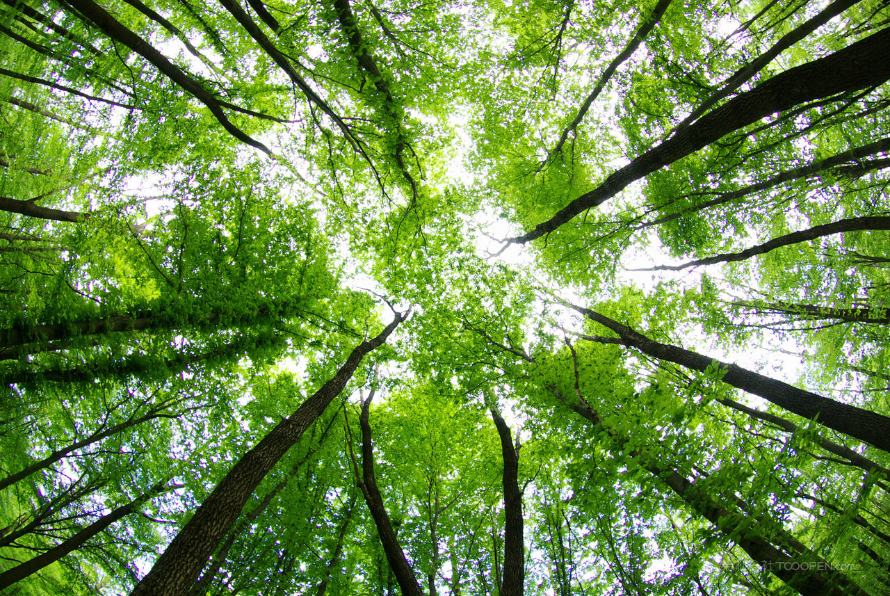 原始森林风景画图片 (64)