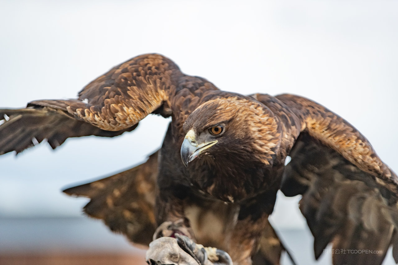 可可西里高原金雕