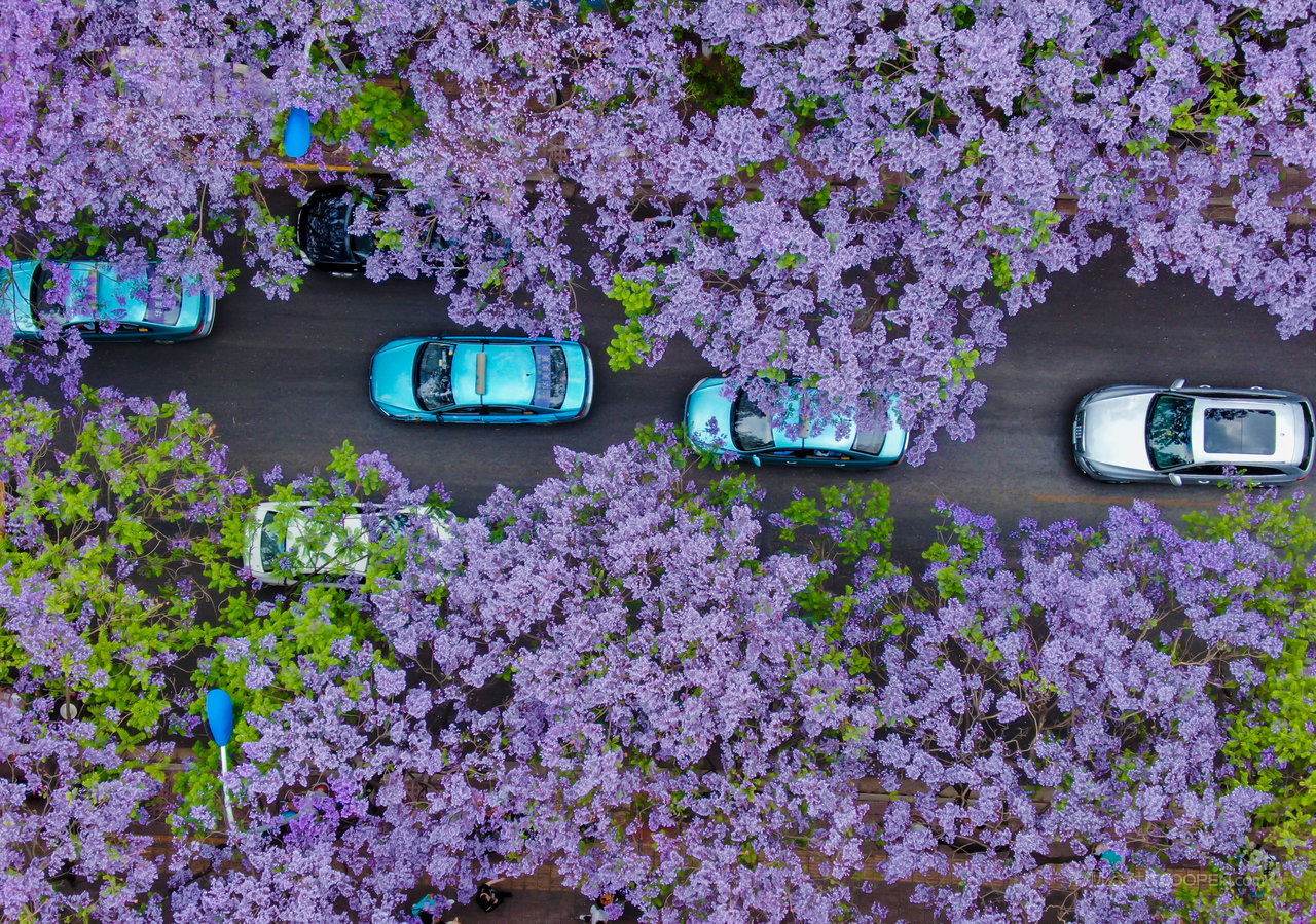 昆明蓝花楹航拍