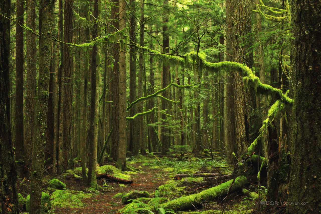 原始森林风景画图片 (36)