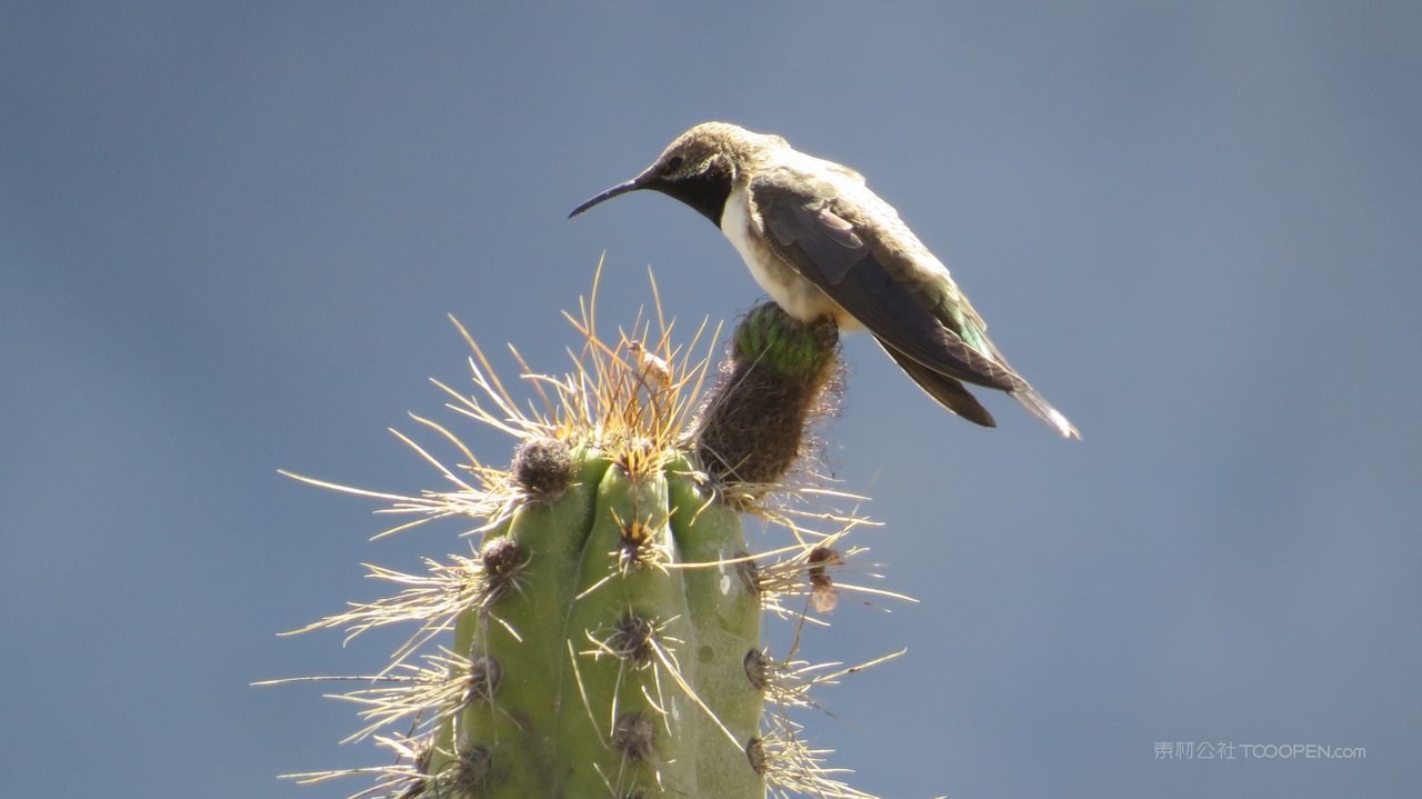 秘鲁风景画图片素材 (182)