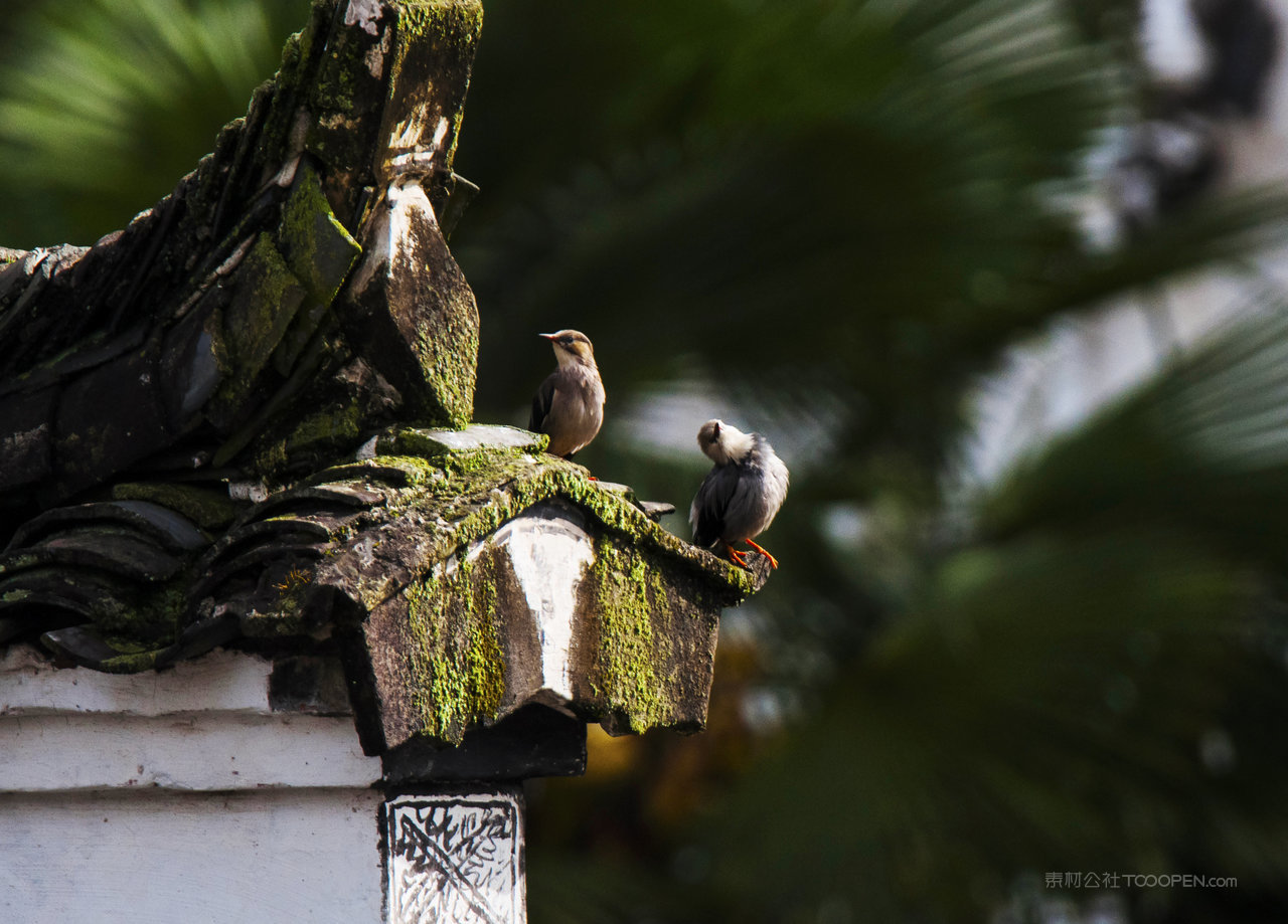鸟儿报晓古镇宏村