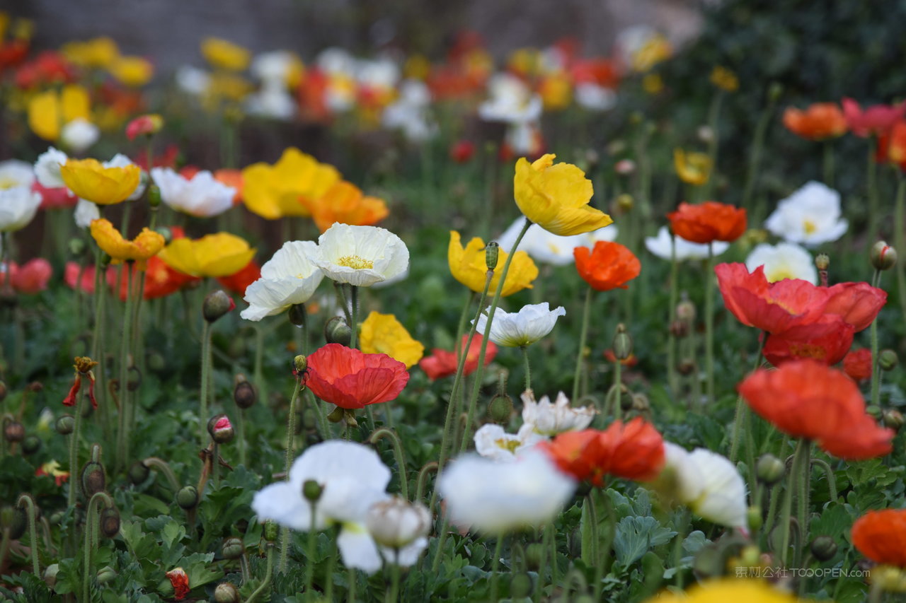 昆明黑龙潭公园