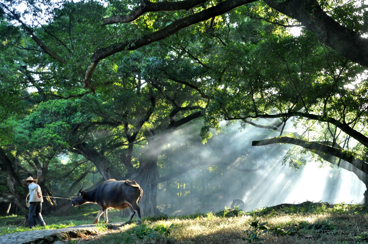 榕树风景画摄影图片 (87)