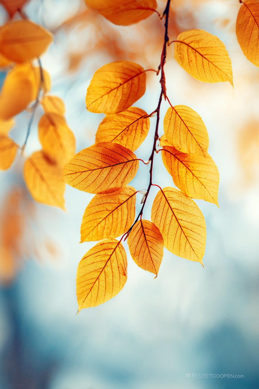 秋叶金黄树枝秋季