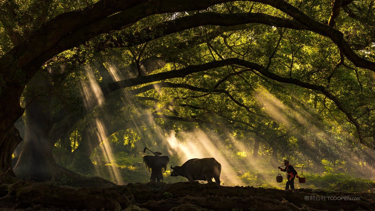 榕树风景画摄影图片 (35)