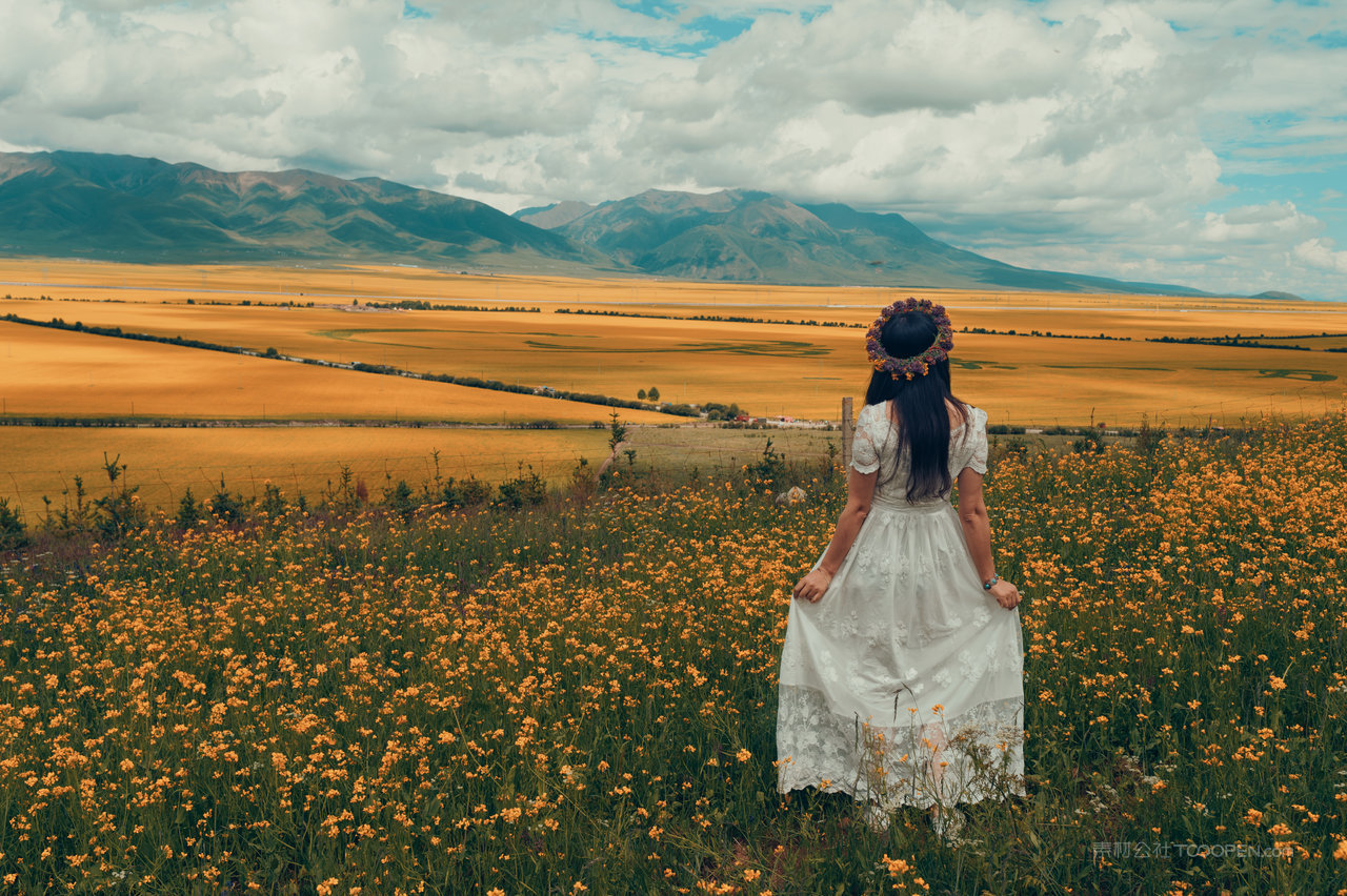 门源油菜花海 (1)