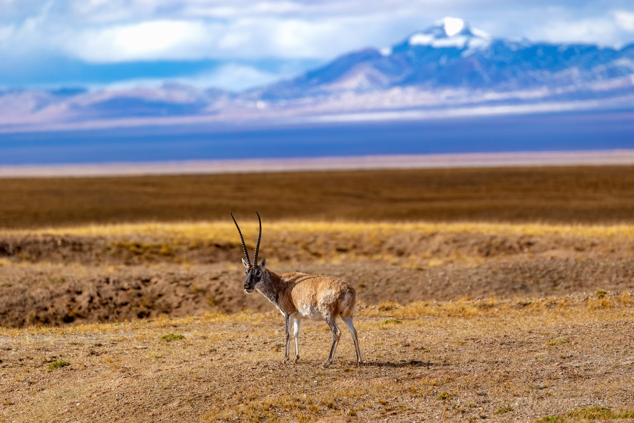 可可西里藏羚羊