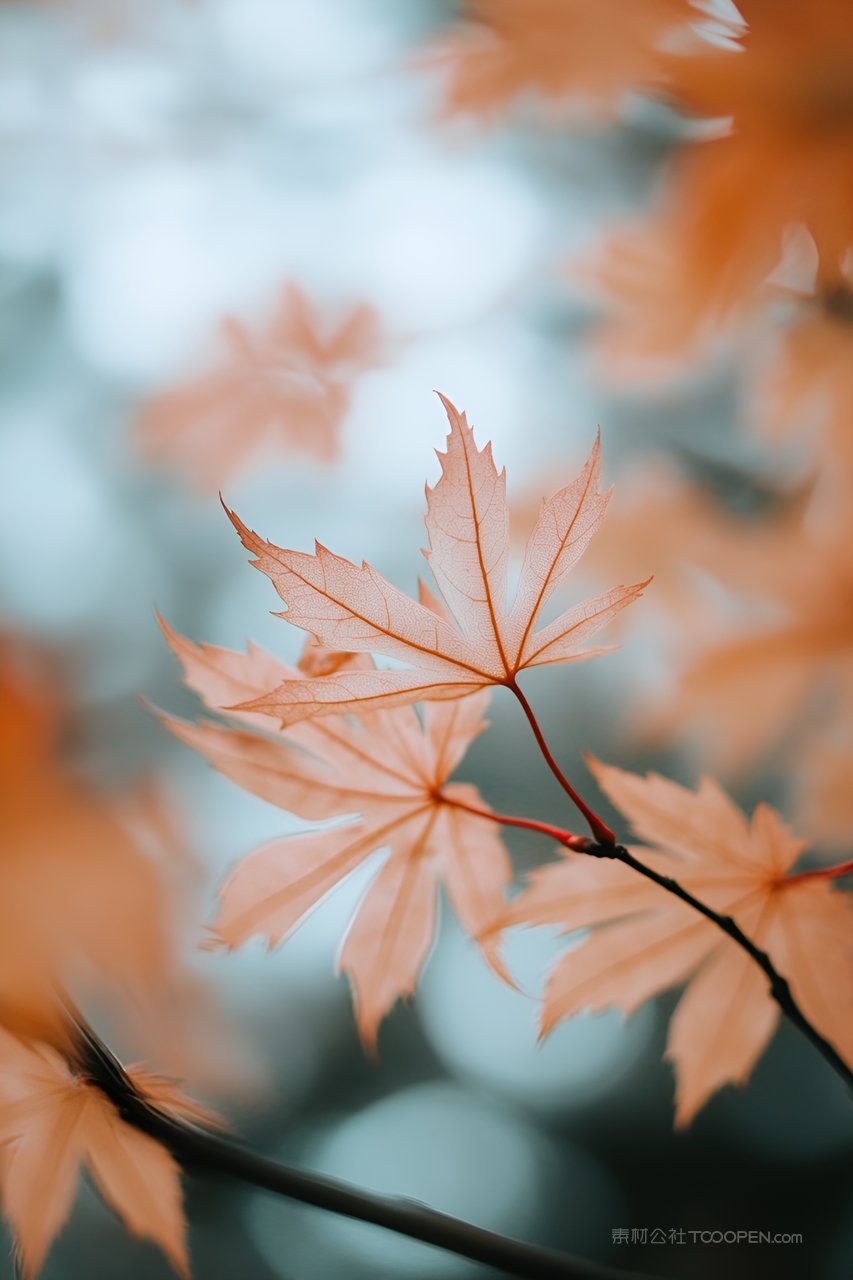 秋天树枝的枫叶特写镜头照片
