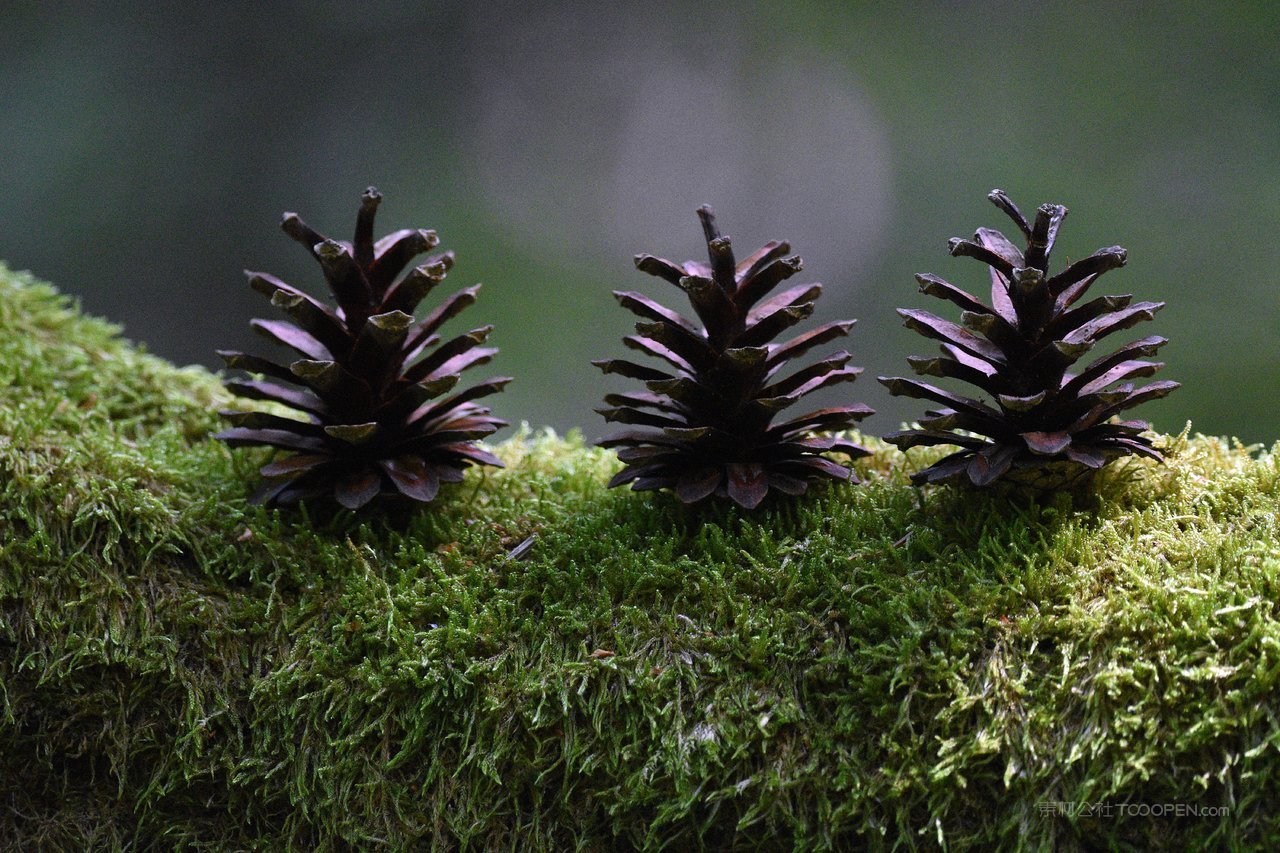 高清风景画苔藓图片