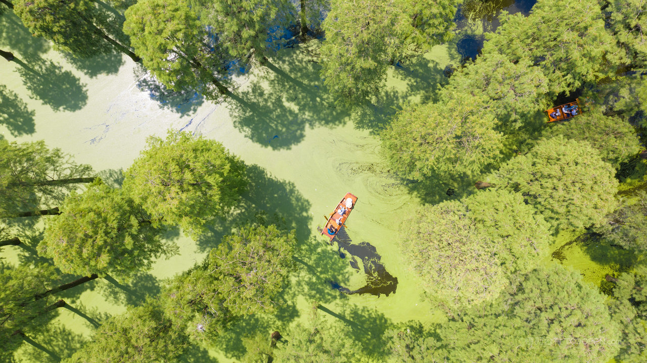 扬州水上森林夏季风光