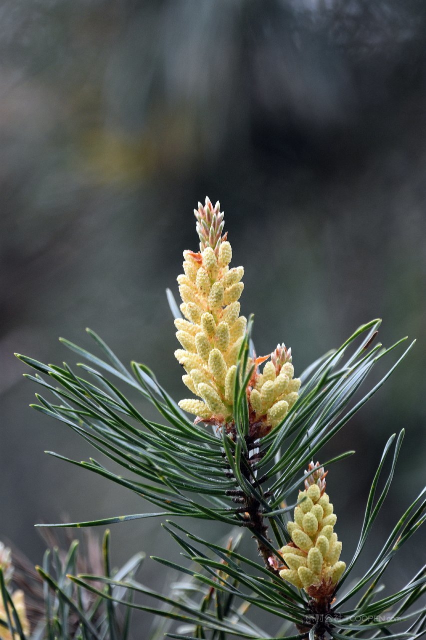松树高清风景画图片