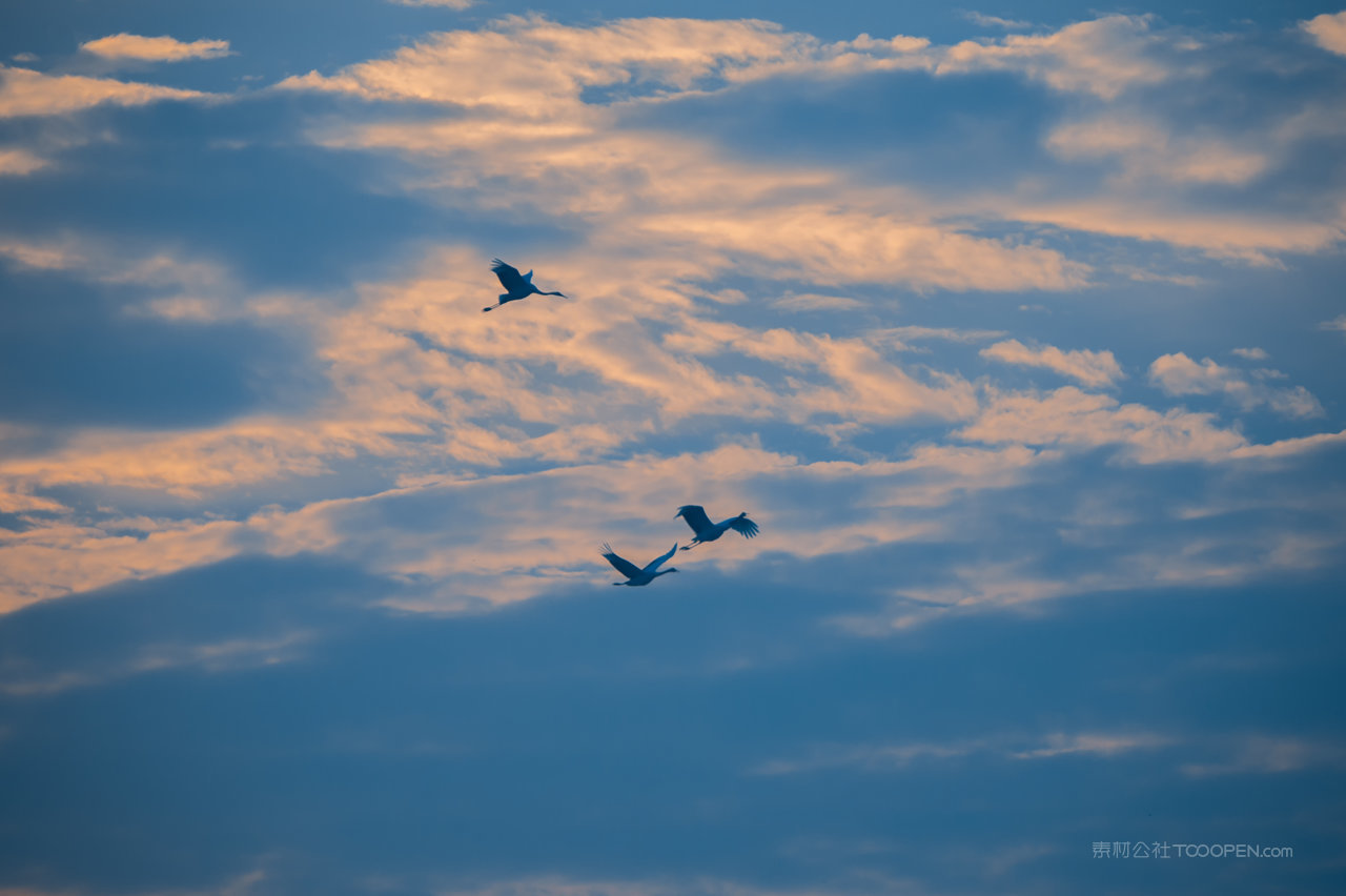 江苏盐城天鹅栖息地