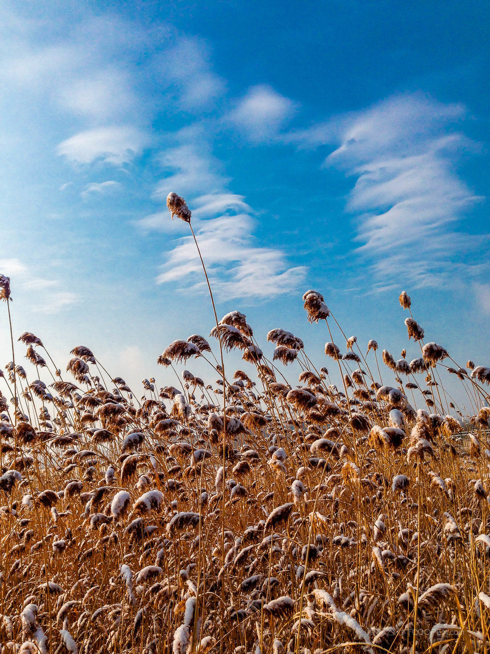 高清芦苇丛图片素材