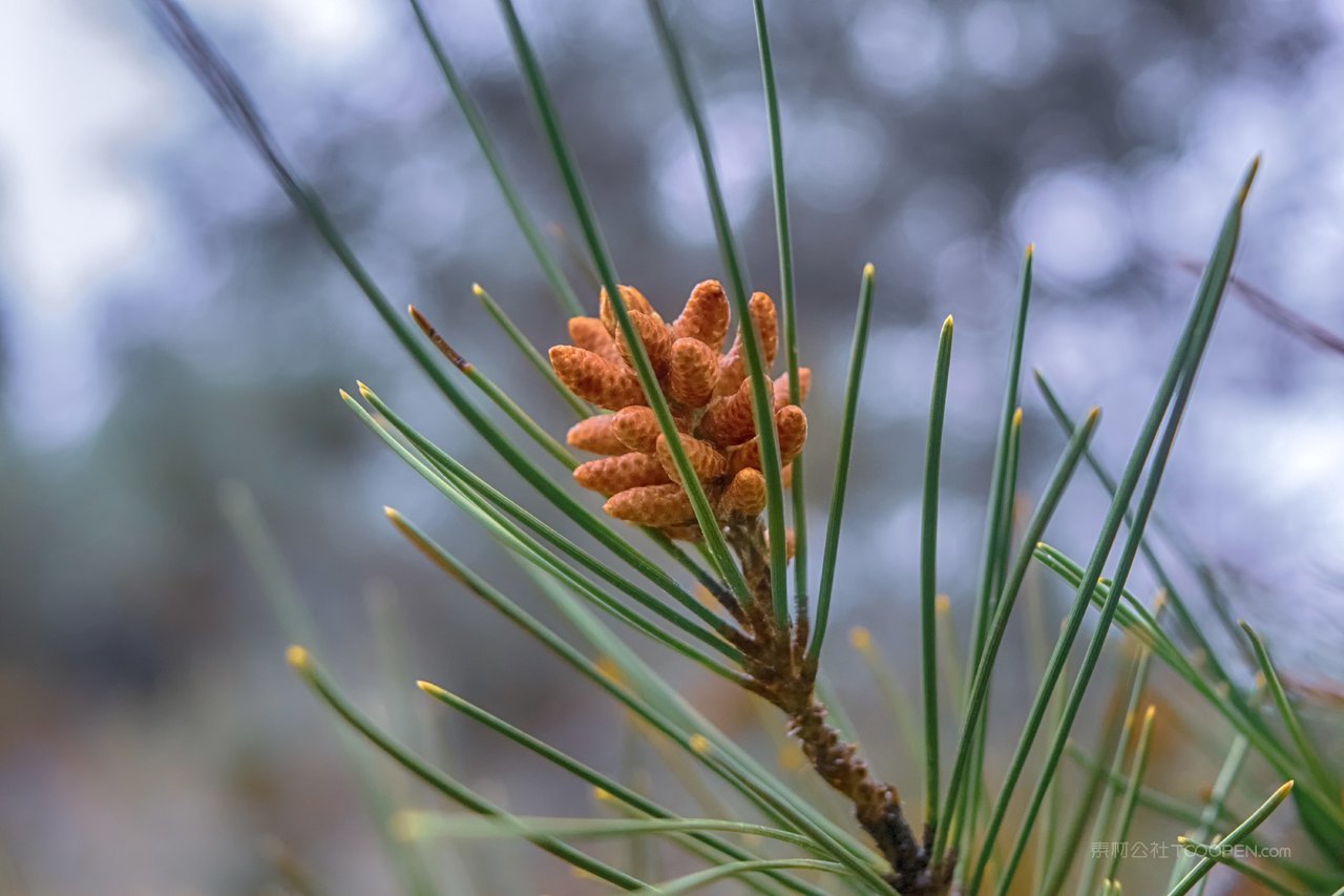 松树树枝高清风景画图片