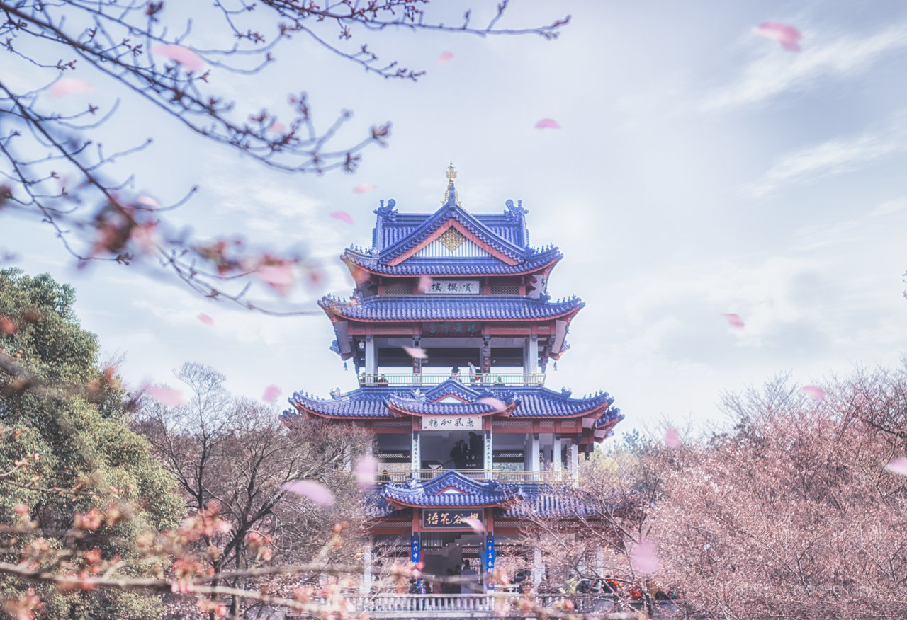 赏樱阁赏樱风景画图片