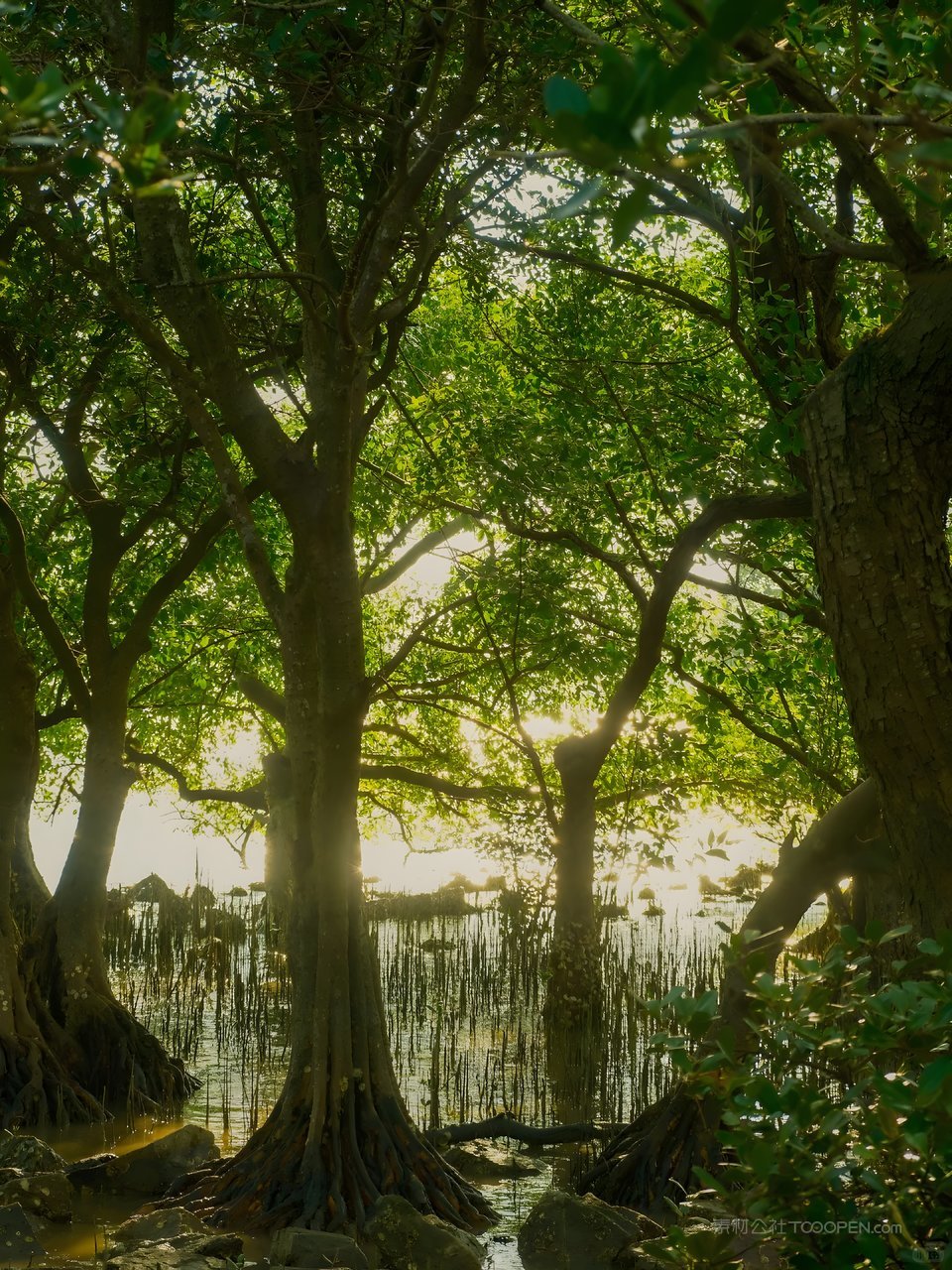 海边红树林风景