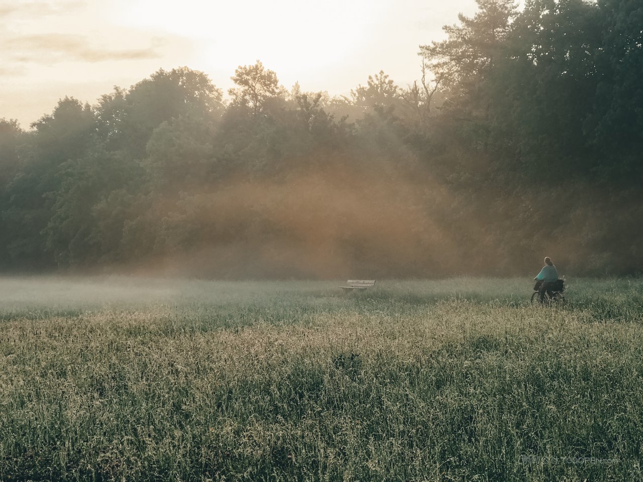 迷雾草地树木风景画图片