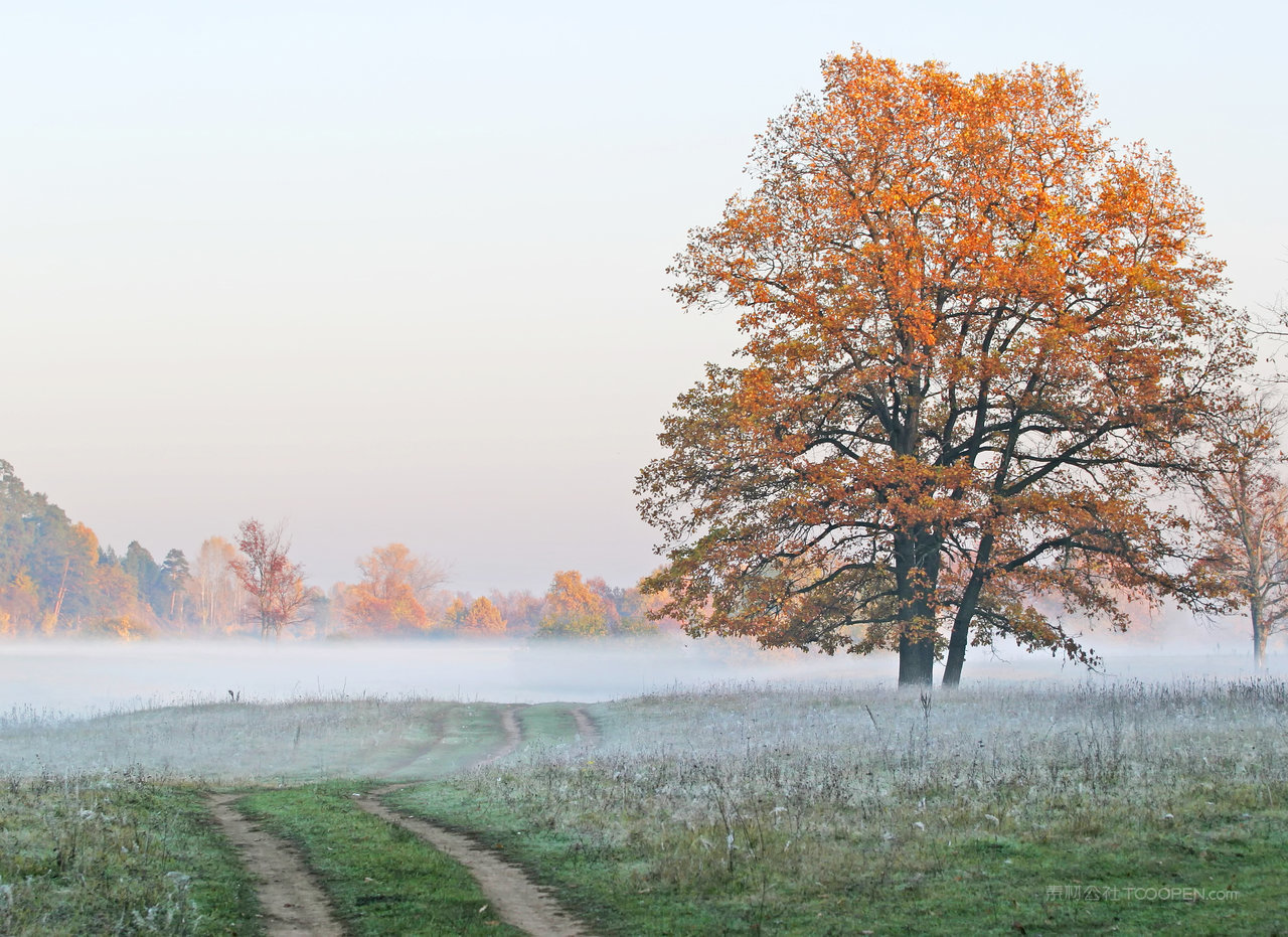 薄雾大树草地风景画图片