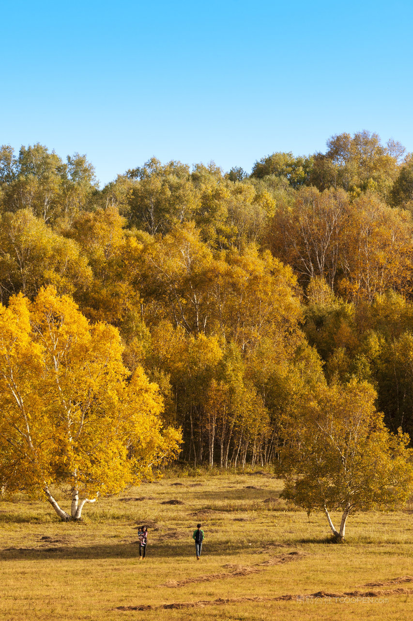 秋天的白桦林风景画