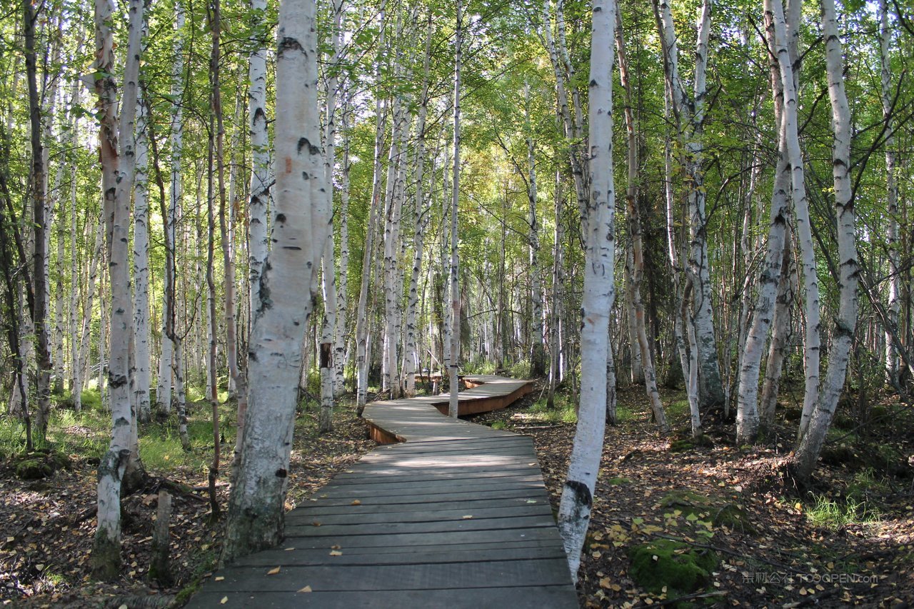 白桦树公园小道风景画