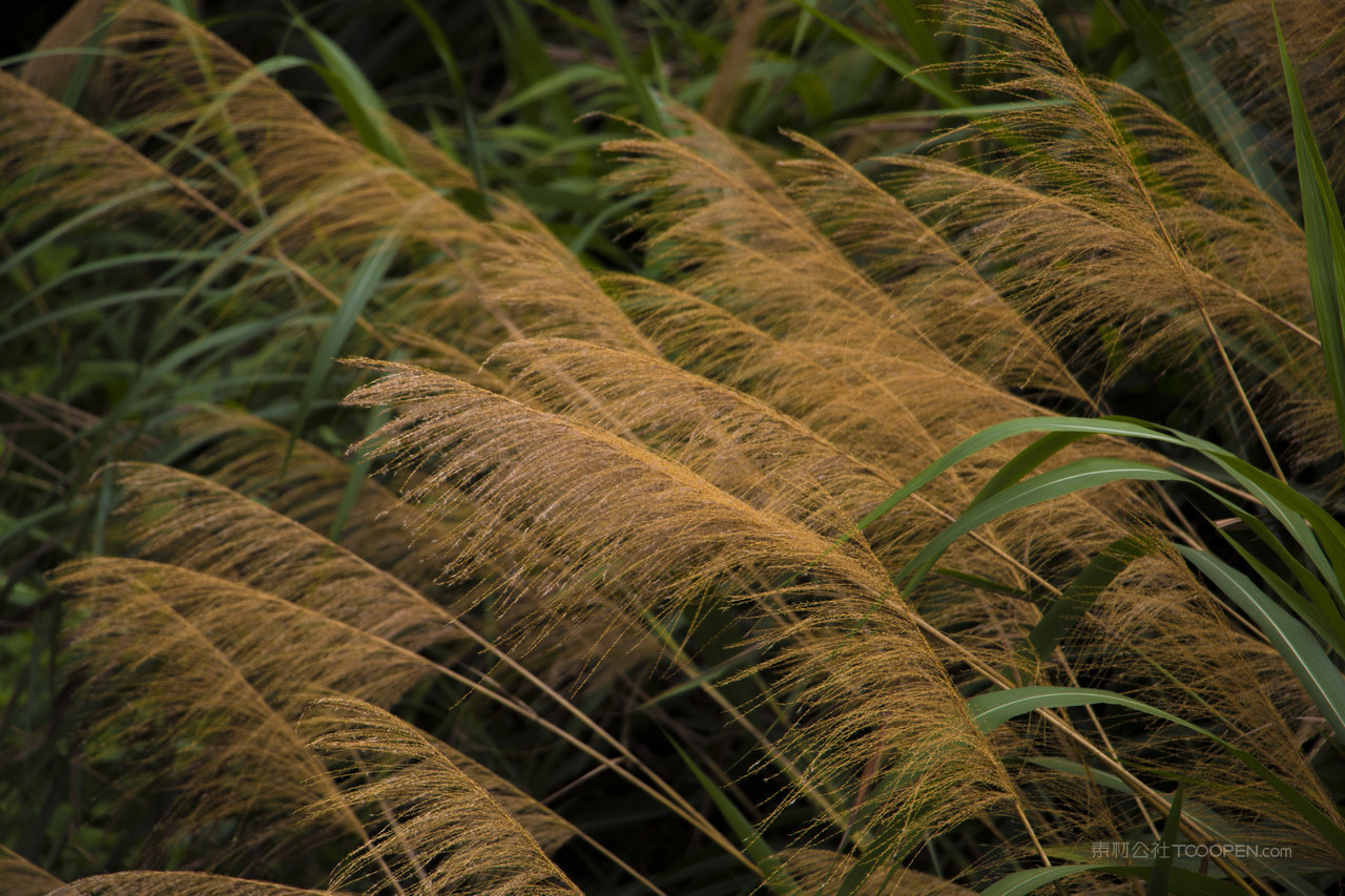 高清芦苇丛风景画