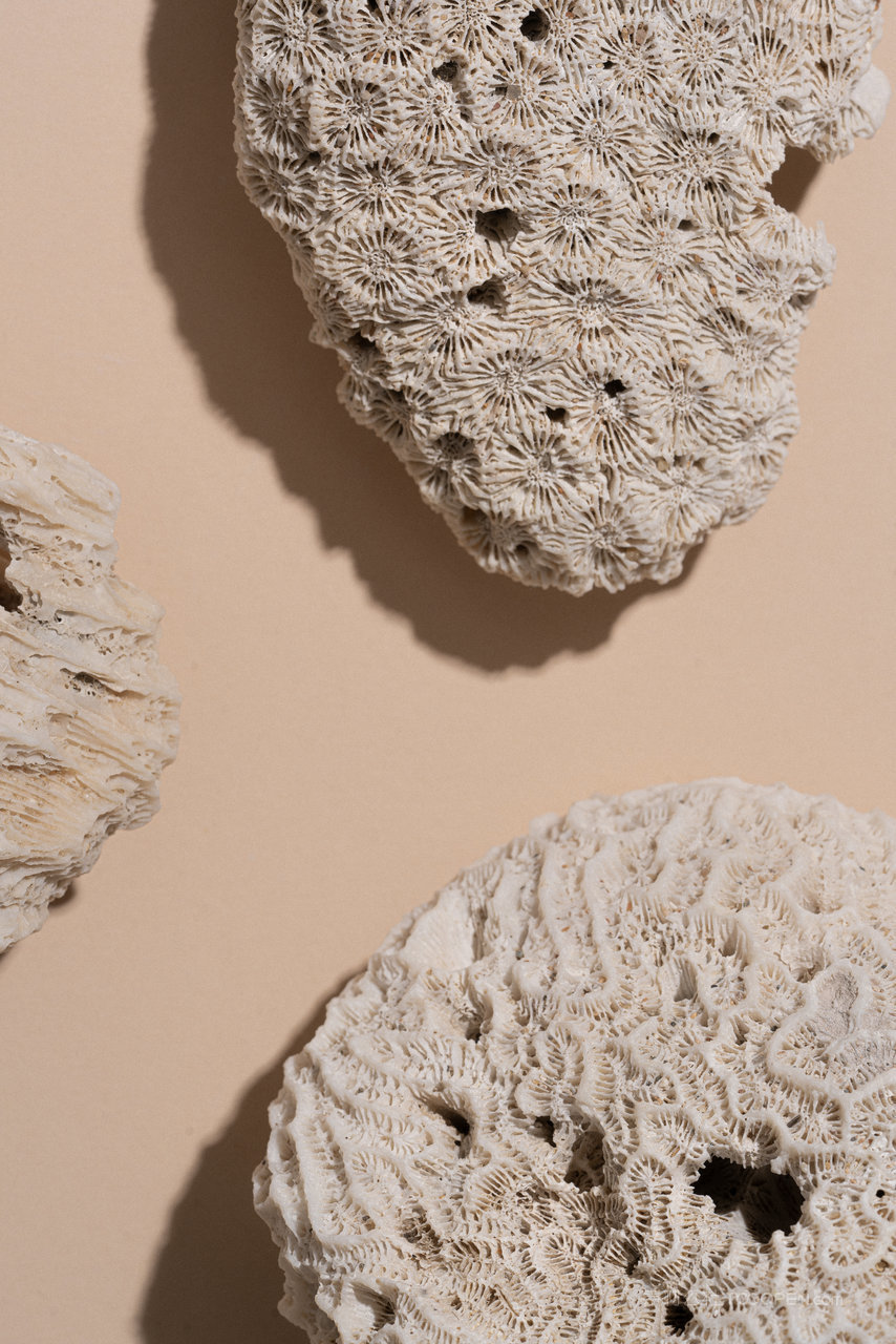 沙滩珊瑚摄影图片