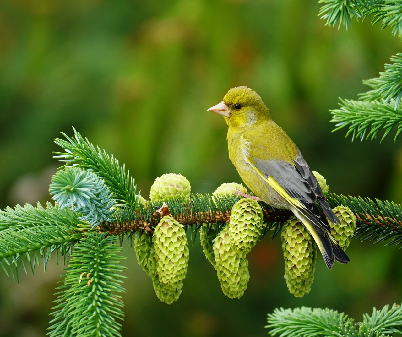 松树树枝鸟高清风景画图片