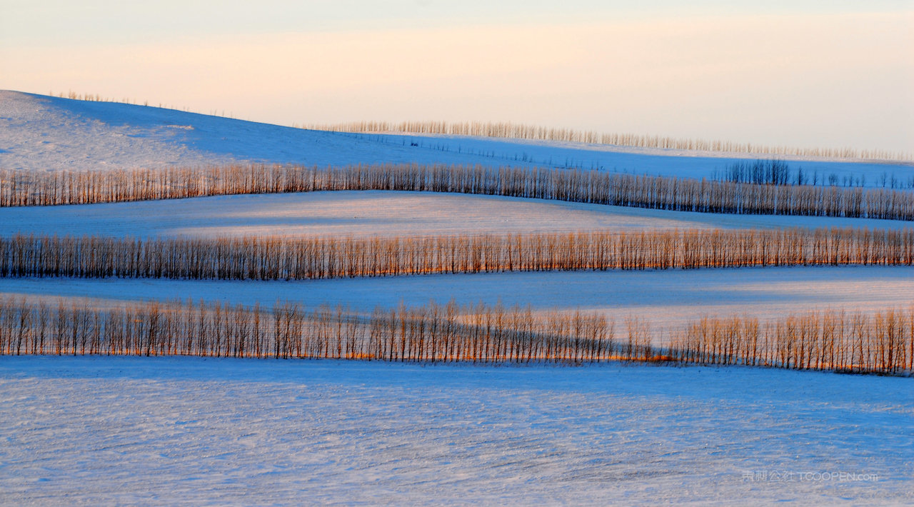 内蒙古农田防护林