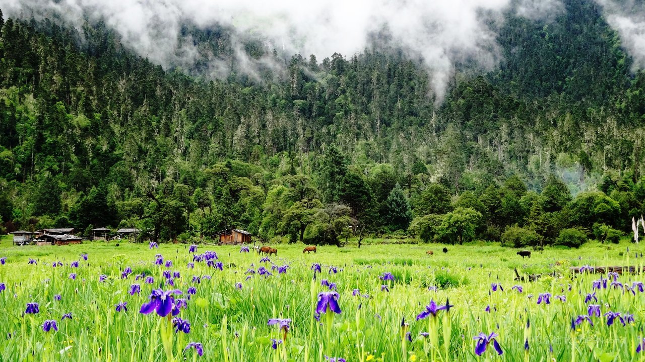 西藏林芝南伊沟