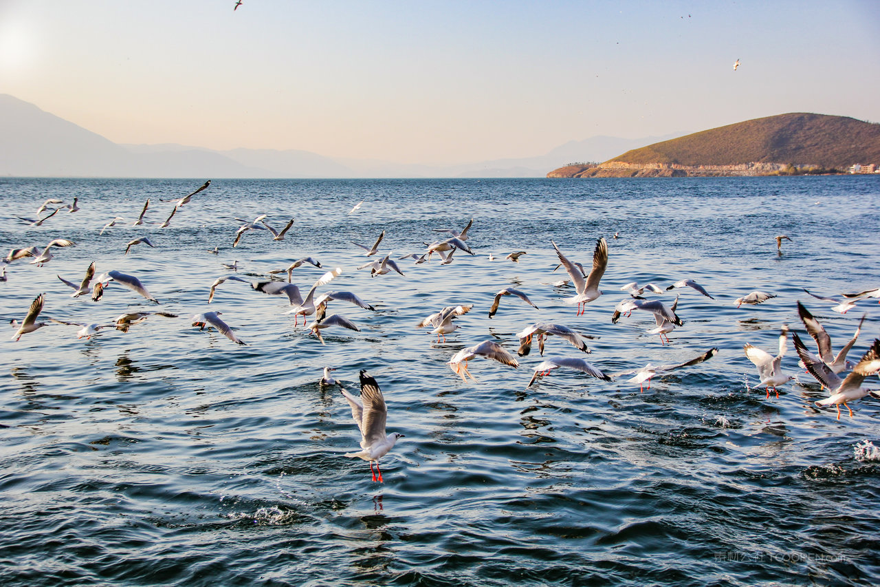 大理洱海的飞鸟