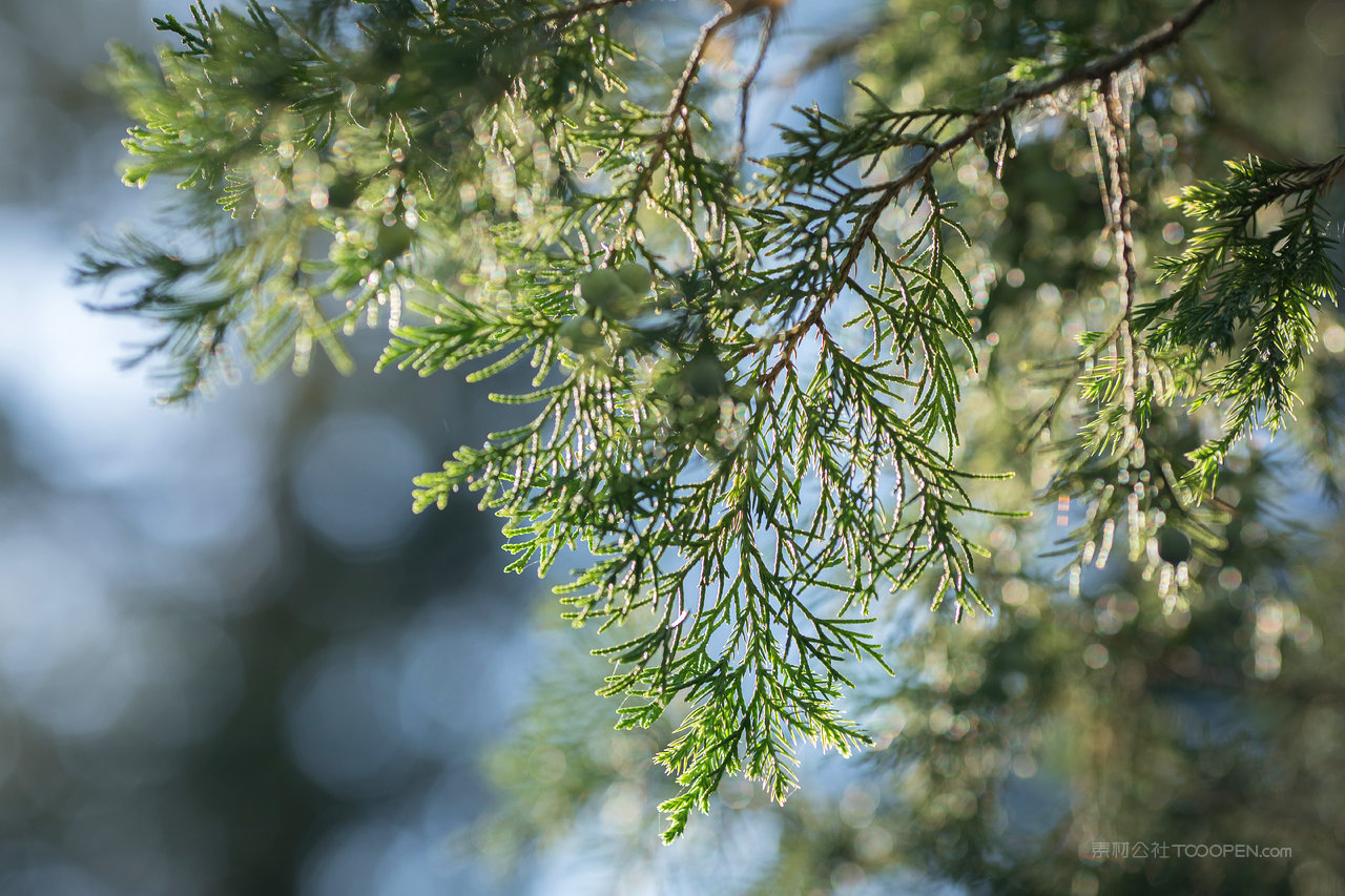 松树树枝高清风景画图片