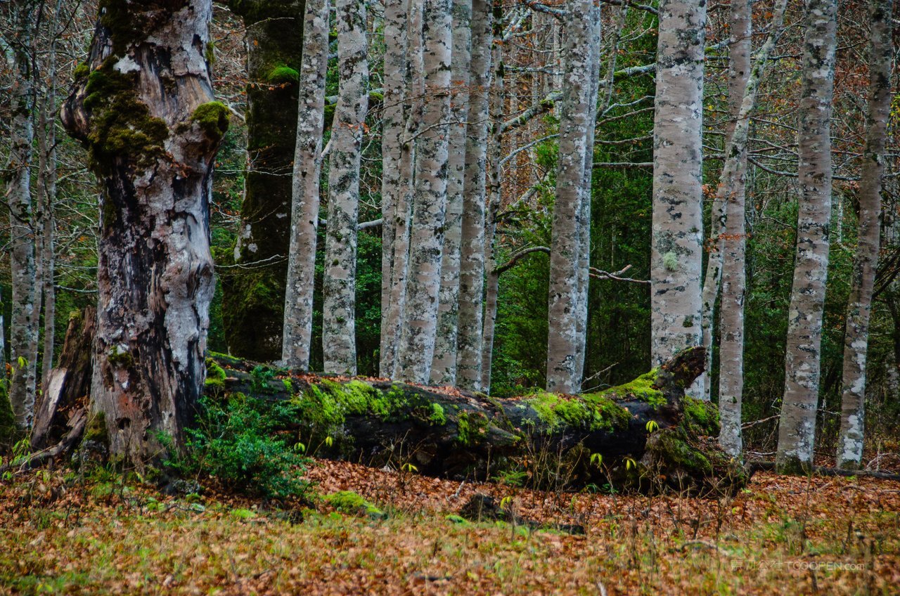白桦树白桦林风景画图片