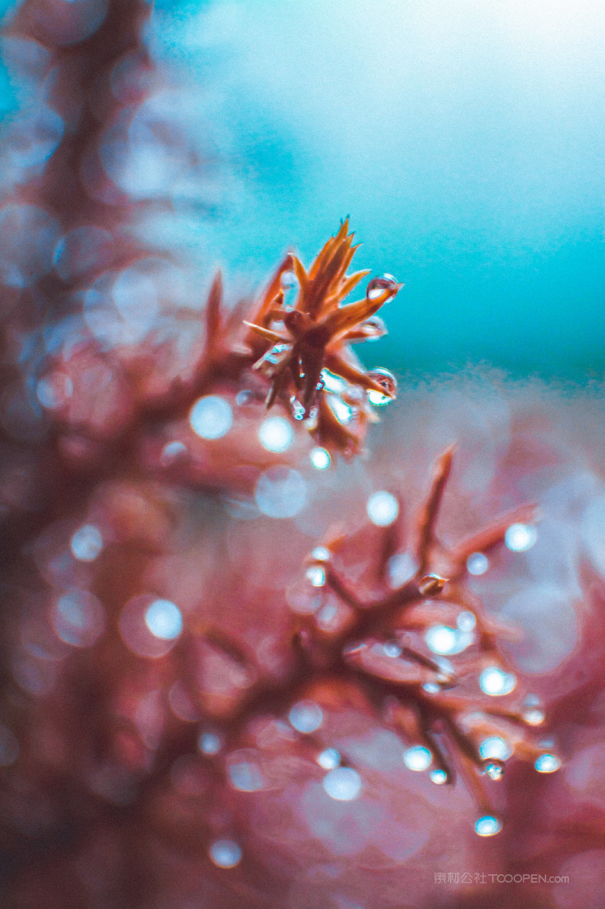 海底珊瑚摄影图片