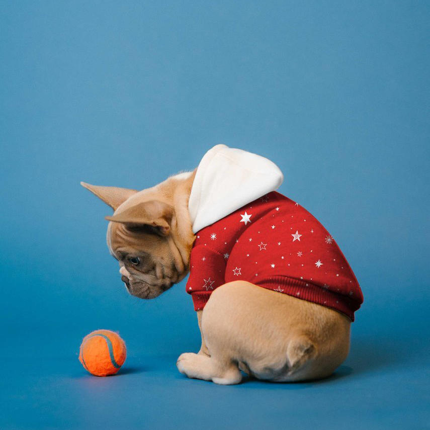 狗狗连衣帽卫衣样机