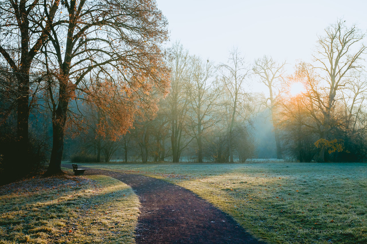 大树小道公园迷雾风景画图片
